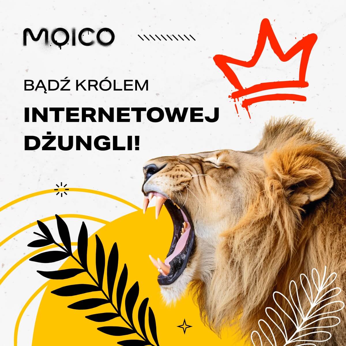 Zdjęcie poglądowe przedstawiające zespół Moico